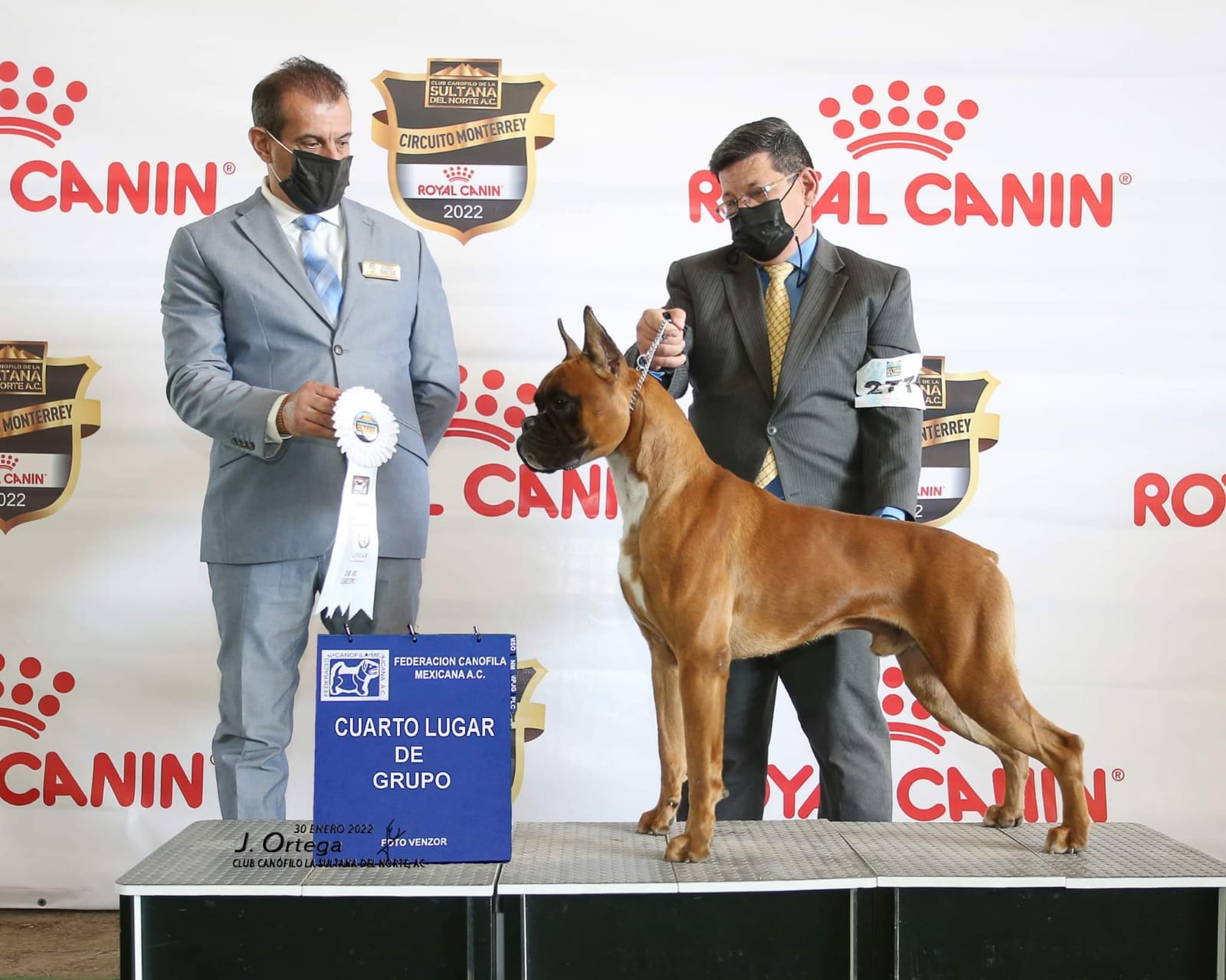 Machos reproductores Boxer