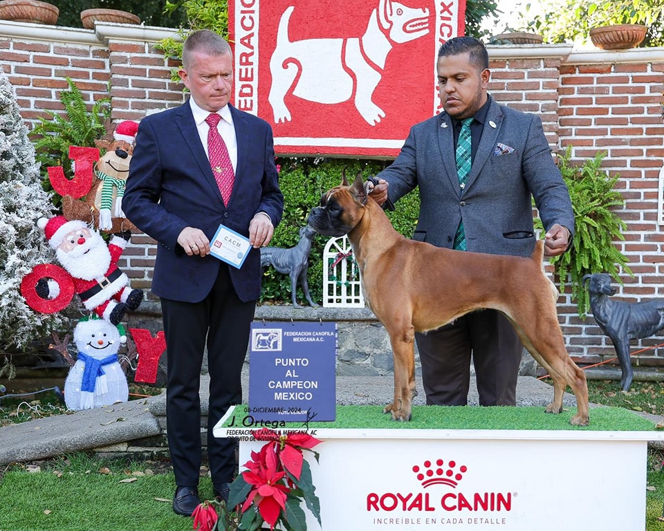 Hembras reproductoras Boxer