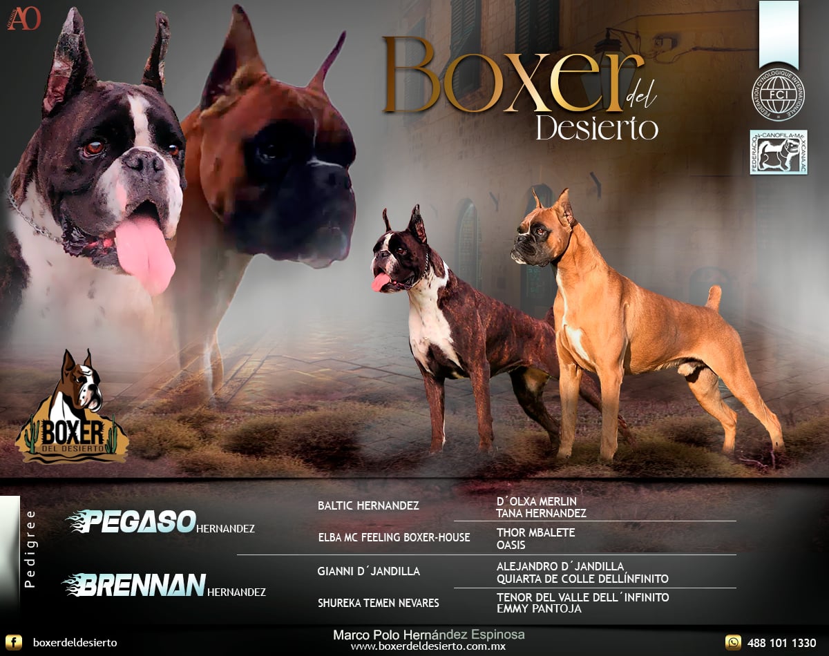 Pegaso x Brennan - Próxima camada