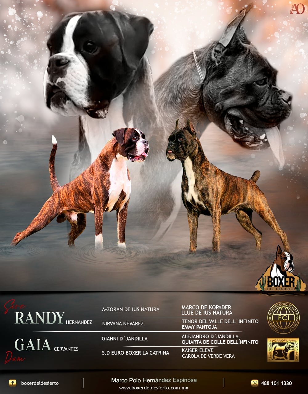 Randy x Gaia - Próxima camada